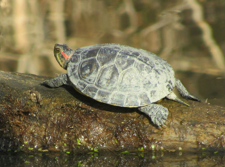 Red-ear Slider